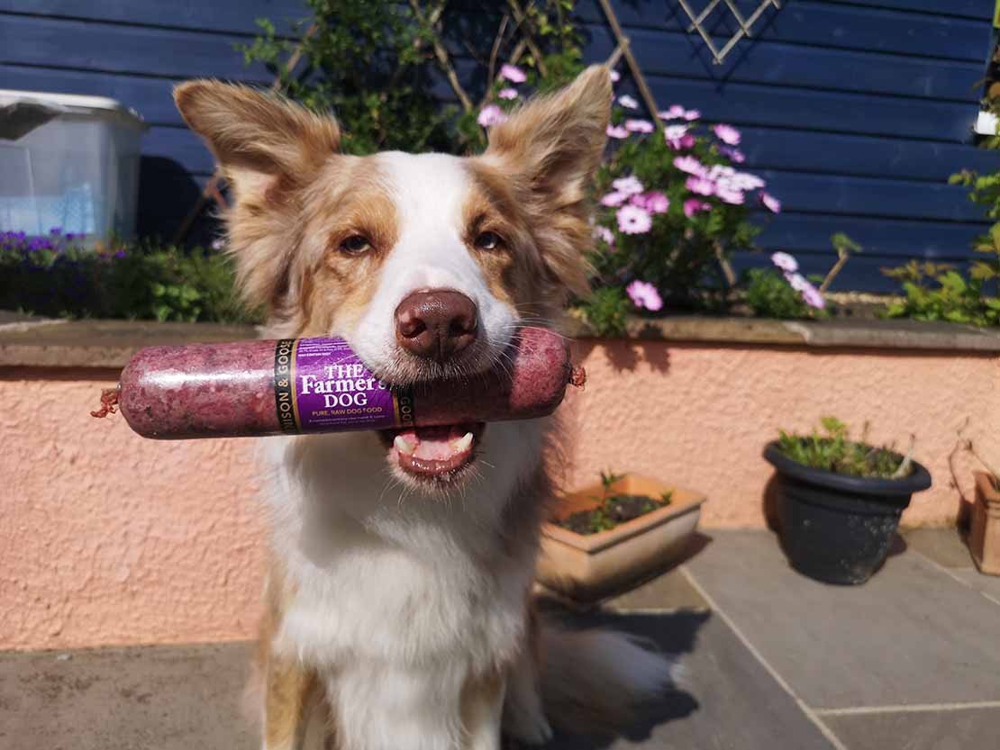 the farmers dog price